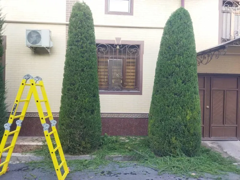 Арча кесиш Archa kesish Dorilash Daraxt ikkish xizmati Bogʻbon — фото 4