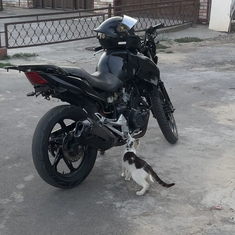Lifan irokez. 1