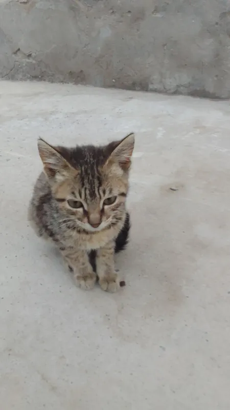 mushuk