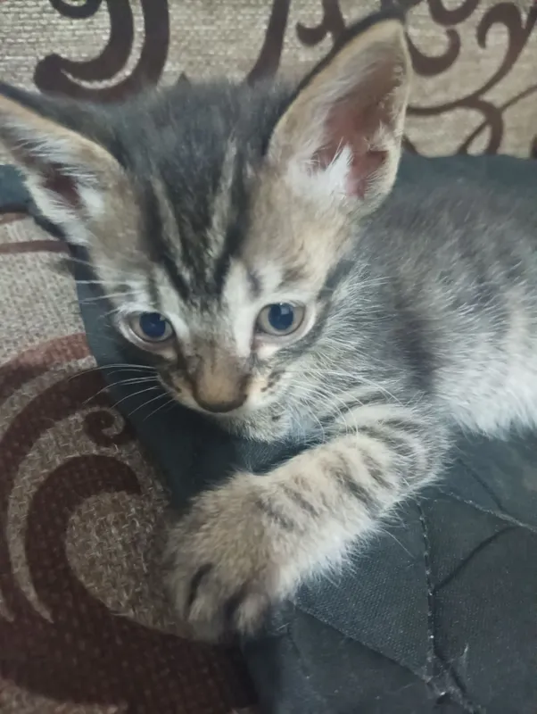 Котёнок