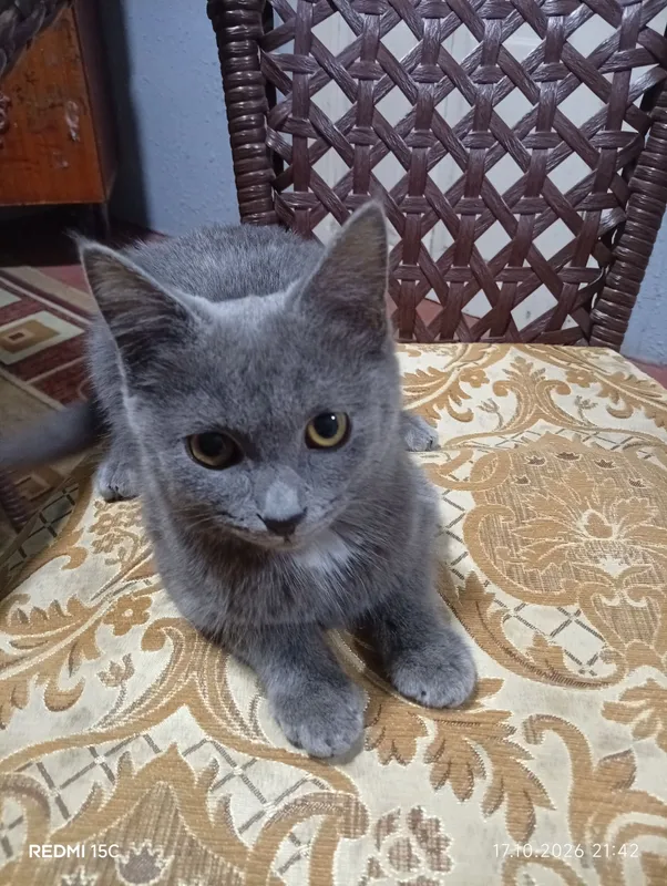 Продаётся котёнок, девочка, 5 месяцев 2 Продаётся котёнок, девочка, 5 месяцев 2