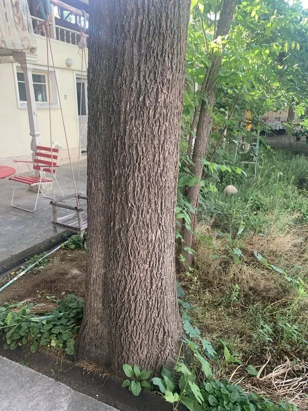 продаю Пекан большой ствол. у меня дома. окружность 1,5 высота 10 метр — фото 6
