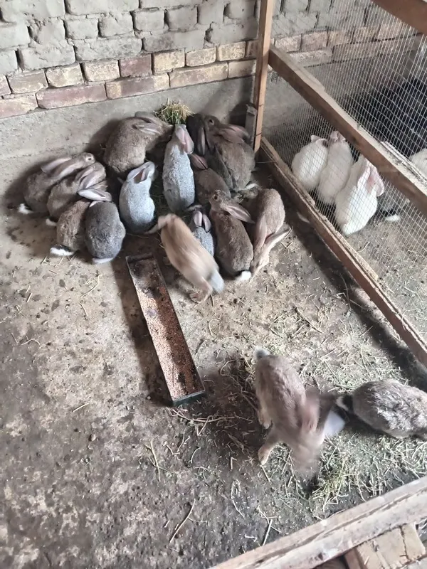 Quyonla sotiladi 50 mingdan 400 yuz mingacha 6