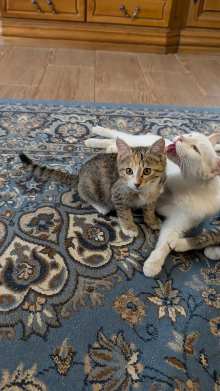 Домашние котята бесплатно — фото 3