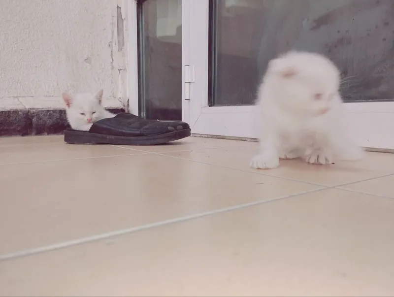 Продаются пародистые котята — фото 6