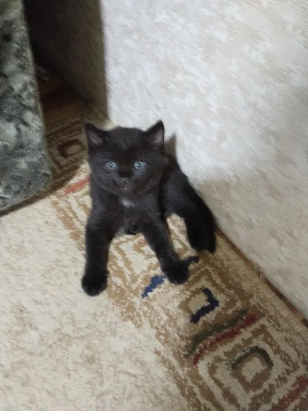 Котята домашние чистые без блох 1
