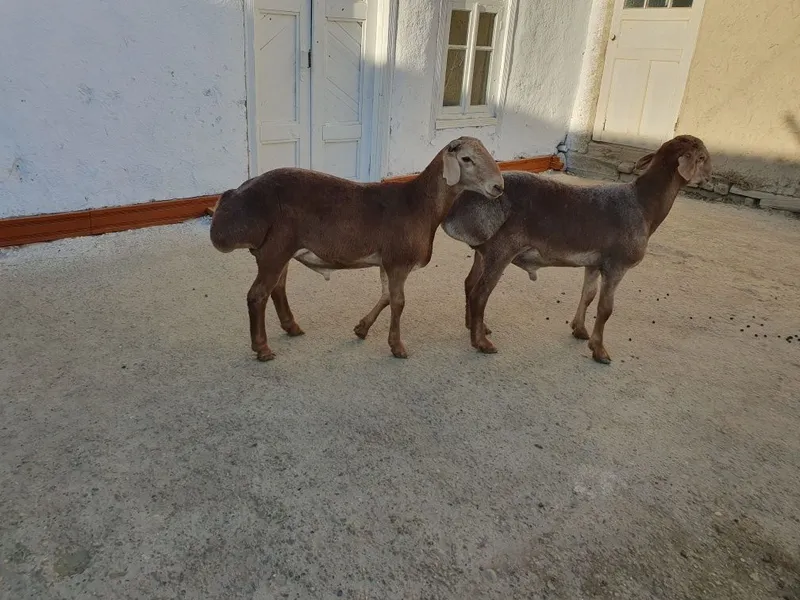 2ta Arashan zotli qo'chqor barralar sotiladi Shofirkonda — фото 4