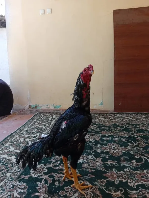 O Shamo xo‘rozi toza qon 100 % — фото 2