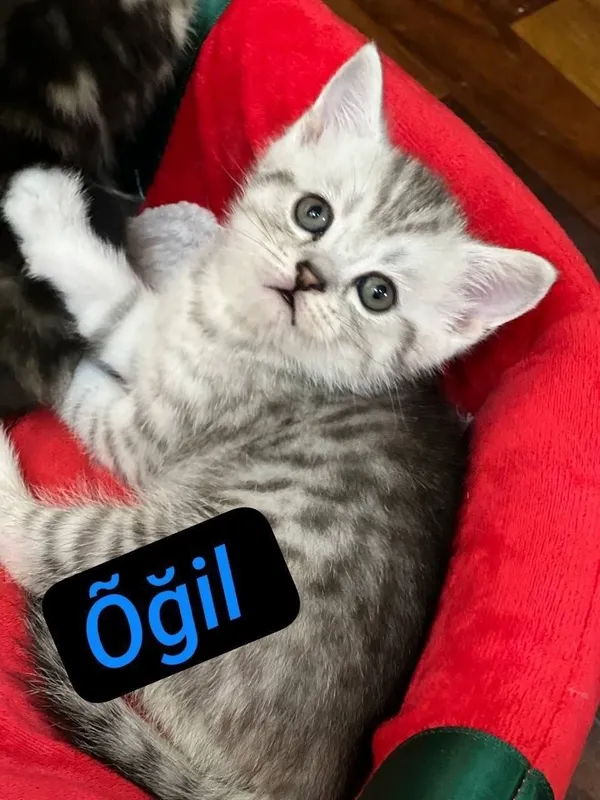 Skotish fold mushukchala скотишфолд котятя 5