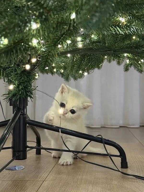 Чистокровная шиншилла котик и кошка 4 Чистокровная шиншилла котик и кошка 4