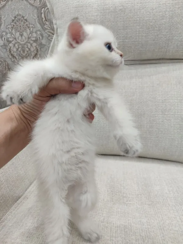 Чистокровные шотландские котята. 2 Чистокровные шотландские котята. 2