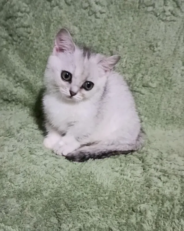 Малышка манчкин серебряная шиншилла — фото 2