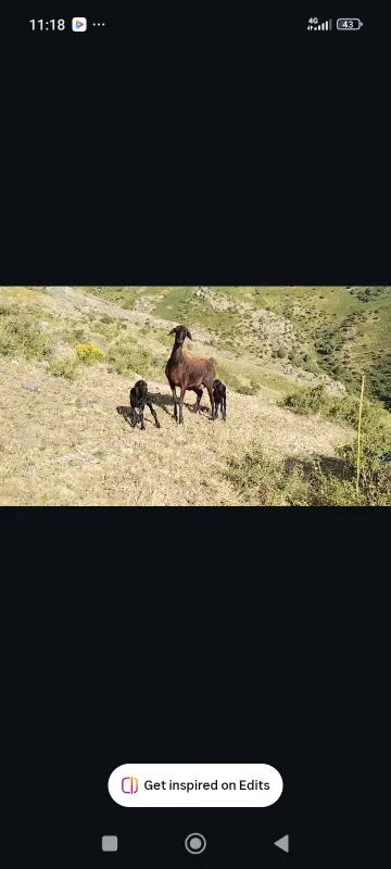 Qoʻylar sotiladi Dexqonchlik 2 Qoʻylar sotiladi Dexqonchlik 2