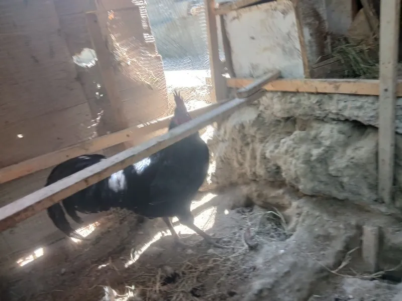 Honaki tovug'lar indautkalar jo'jalari kurka ham bor 5 Honaki tovug'lar indautkalar jo'jalari kurka ham bor 5