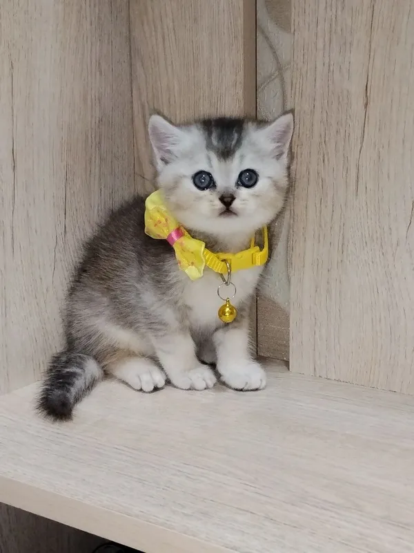 Скоттиш страйт продажа 1