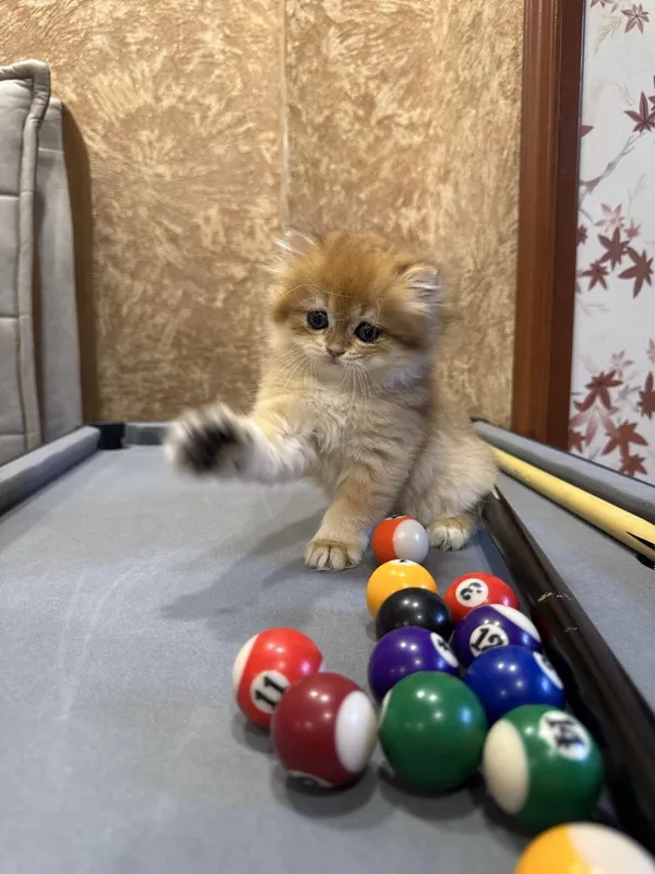 Продаются котята золотые фолд — фото 3