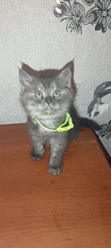 Котята Страйк и Фолд 3