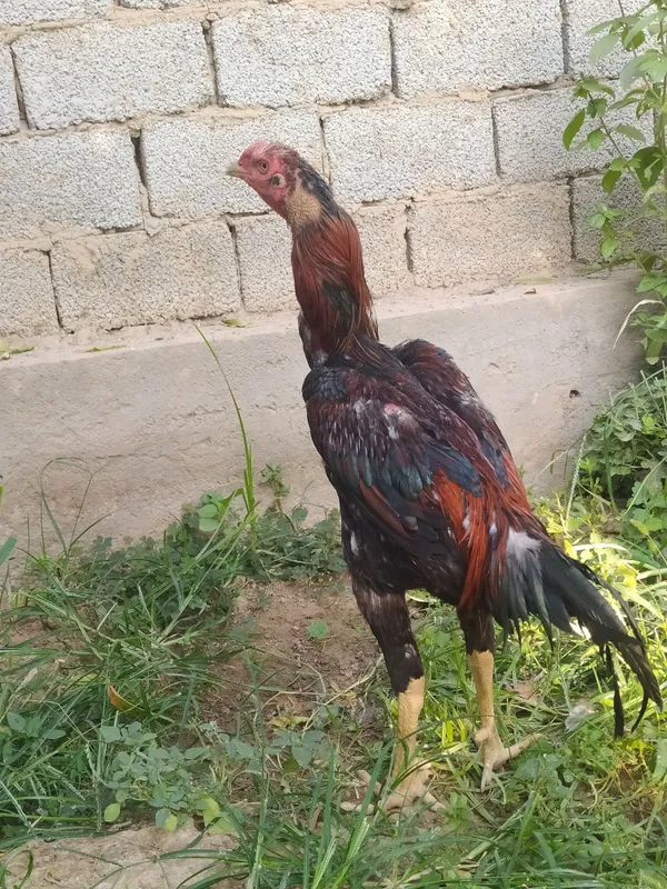 Dakan xo'roz sotiladi 2 Dakan xo'roz sotiladi 2