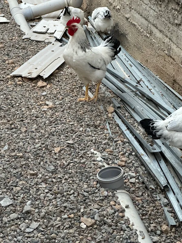 Adler tovuq va xorozlar sotiladi 5