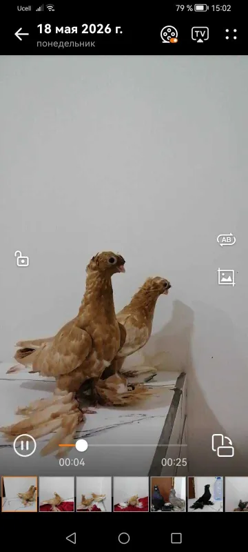 Голуби наватчины на продажу — фото 1