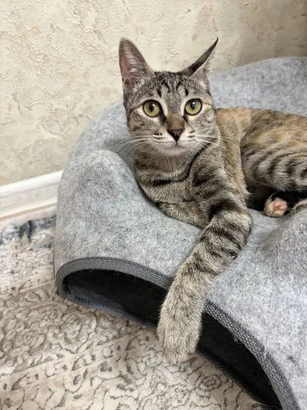 Кошка в добрые руки