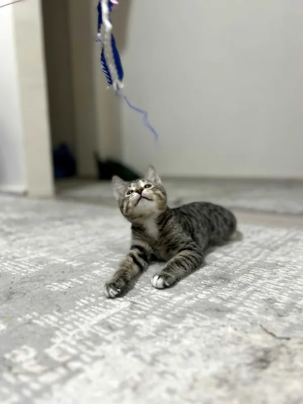 котенок в добрые руки 4 котенок в добрые руки 4