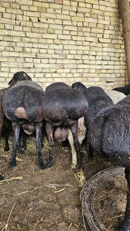 Qoʻchqorla sotiladi Jivoy vesi 80mingdan oʻlchab beramiz