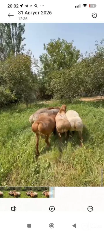 Qo'chqorlar sotiladi 1 Qo'chqorlar sotiladi 1