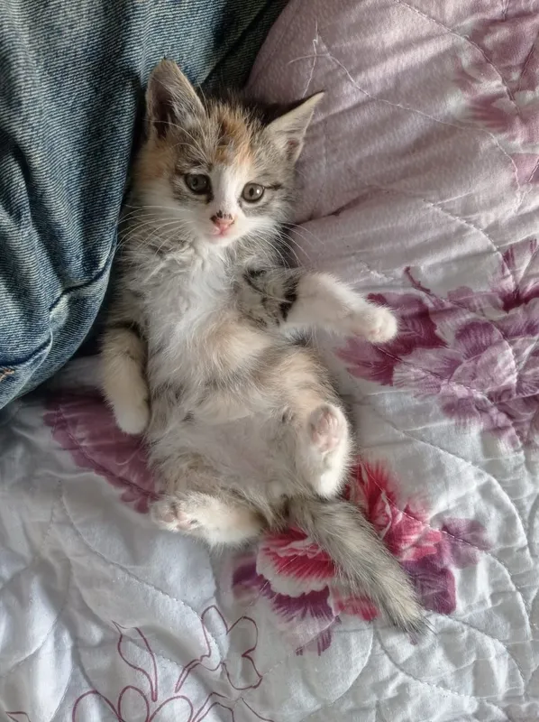 Homilador ayol bilan jinsiy aloqa