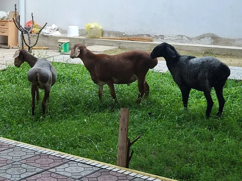 Киргиз арашан куйлар 1 Киргиз арашан куйлар 1