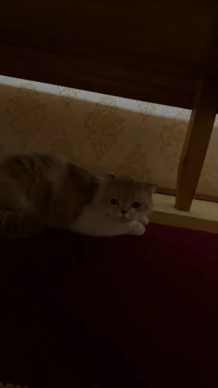 Mushuk sotiladi zotdor 1 Mushuk sotiladi zotdor 1