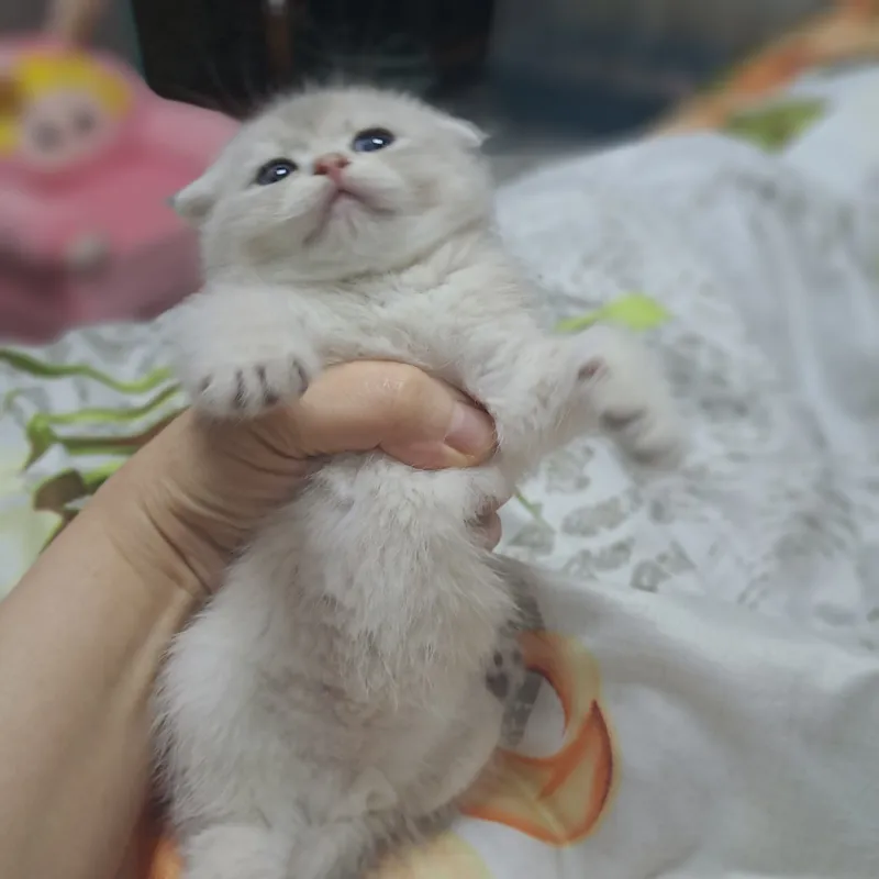 Котёнок от правильной вязки 3