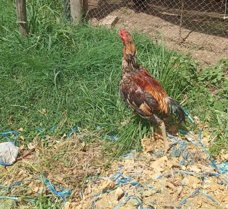 Dakan xoʻroz bir yillik 3