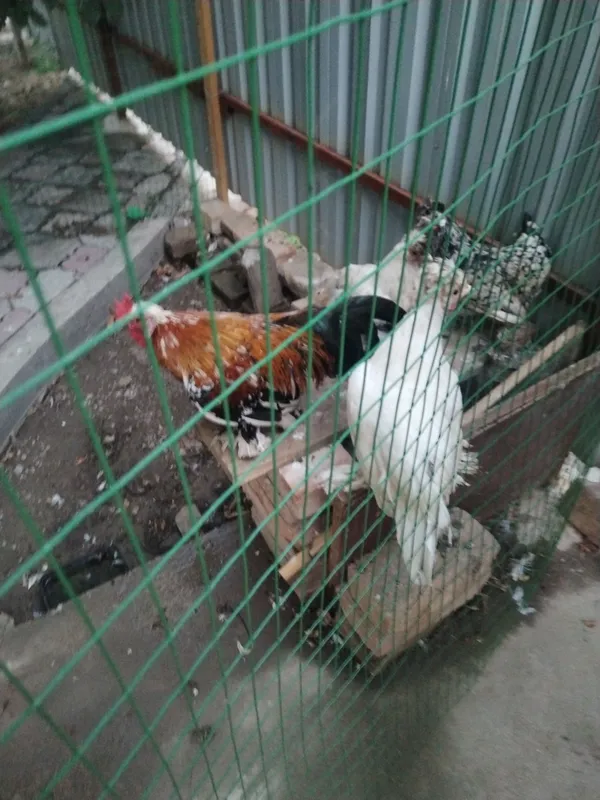 япон товук ва хороз
