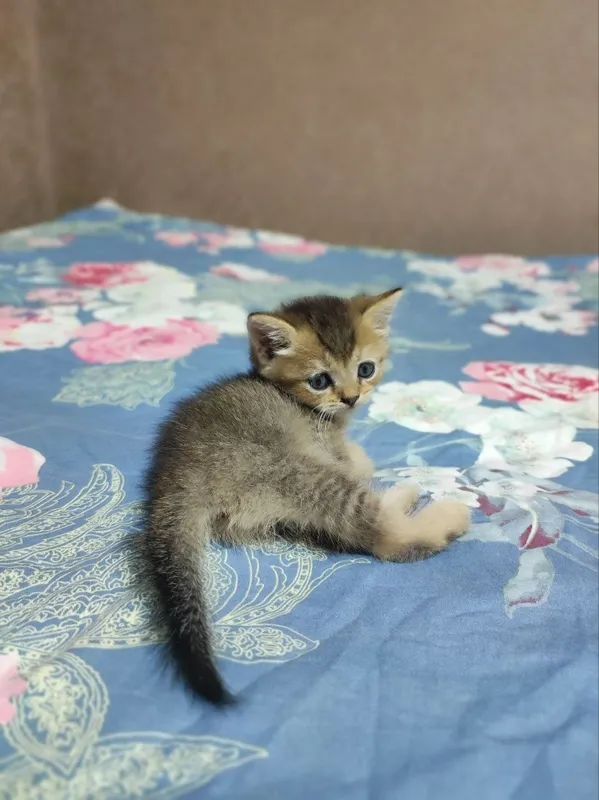 продаются золотистые и серебрситые шиншиллы котята 5