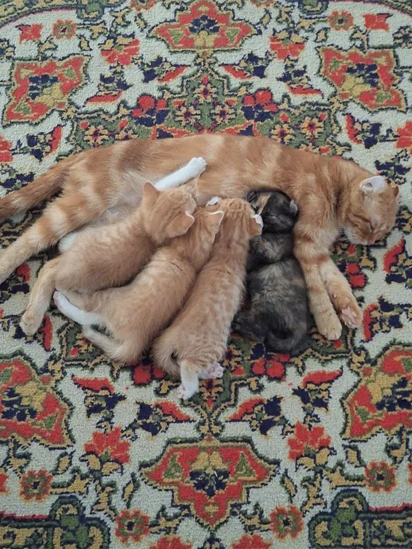 Отдам в хорошие руки