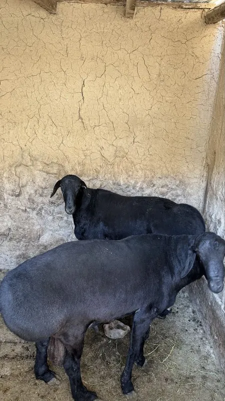 Qo’chqorlar uyda boqilgan 2 Qo’chqorlar uyda boqilgan 2