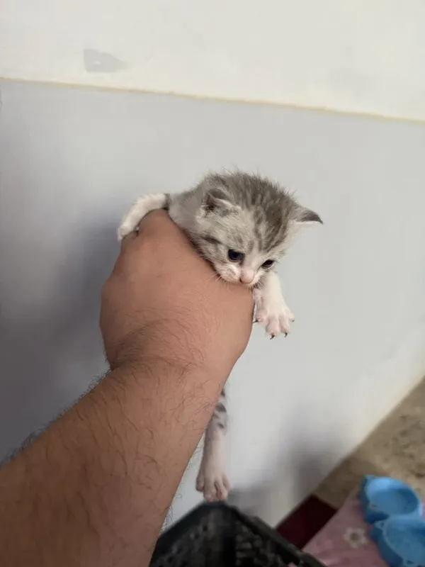 Zotli mushukchalar sotiladi 3 Zotli mushukchalar sotiladi 3