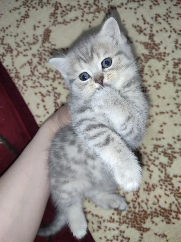 Mushuk bolasi sotiladi 2ta qoldi