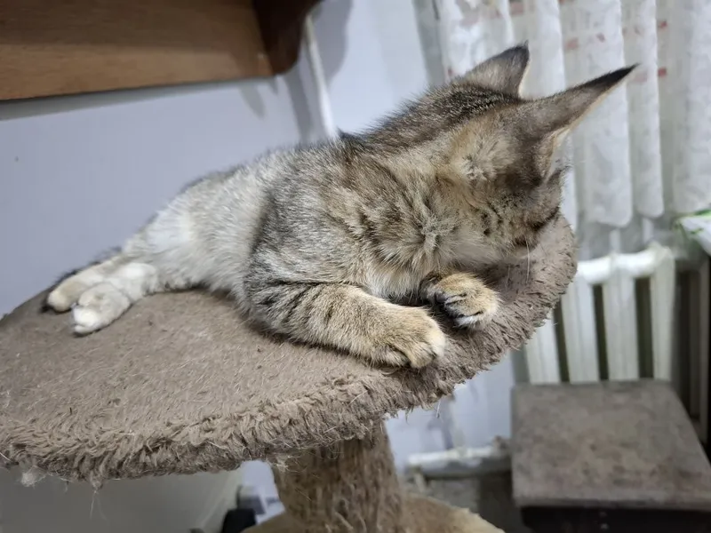Пристраиваются котята в добрые и ответственные ручки. — фото 7