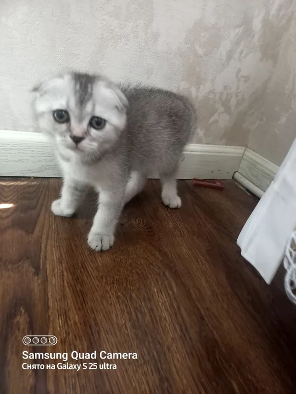 Scottish fold 2