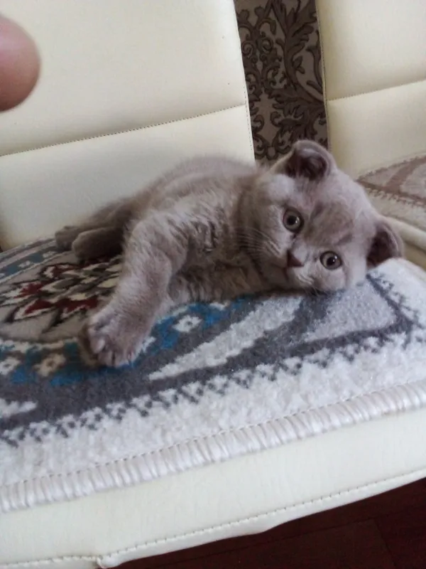 Катята Шотландский скоттиш пол-страйт, окрас Лиловый, мальчик. — фото 5