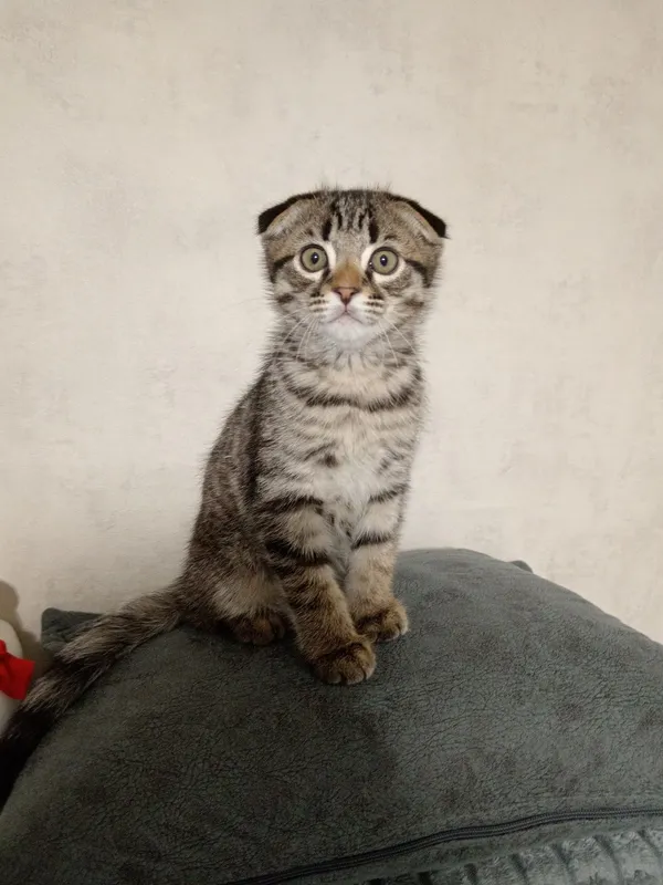 Вислоухий кот продаётся — фото 3