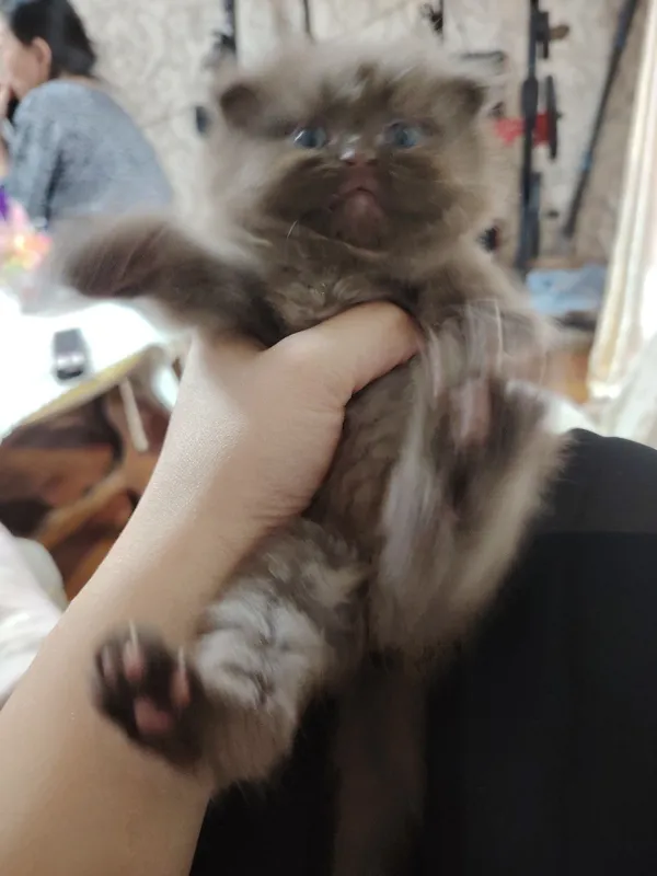 Котята Скотиш Страит,Скотиш Хайлэнд Фолд — фото 5