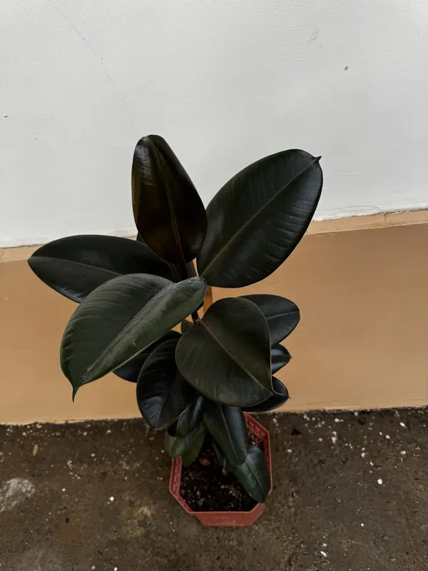 Фикус Black Prince (Чёрный принц)