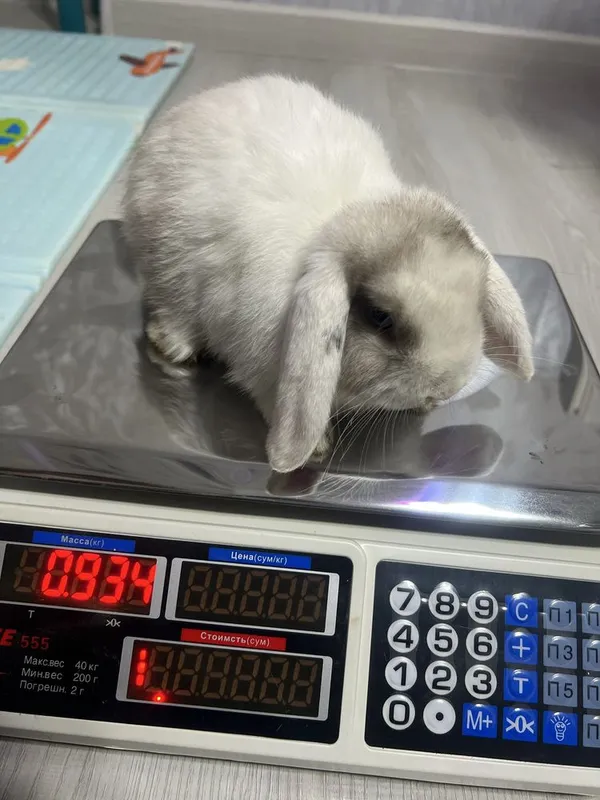 Декоротивные кролики Mini Lop — фото 7