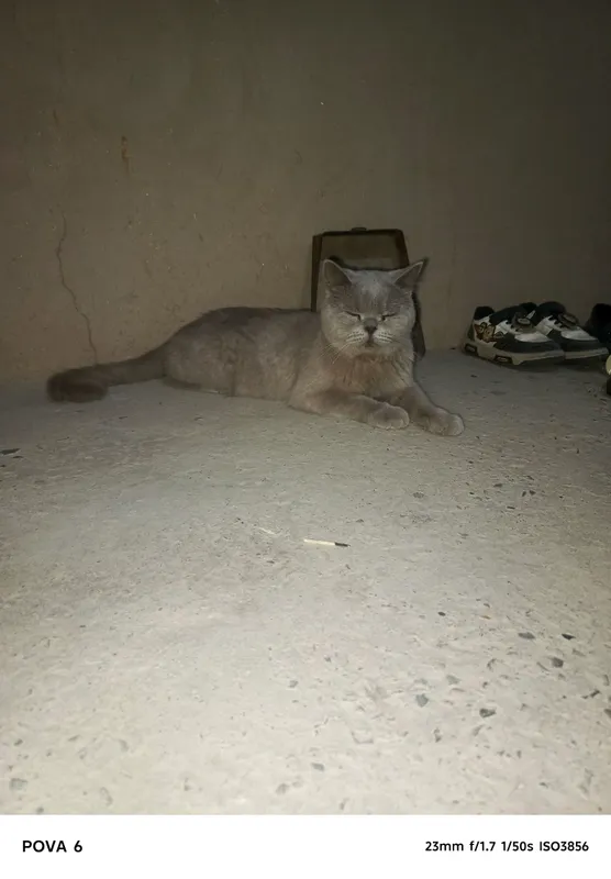 britian shorthair zotli mushuk judayam mehribon