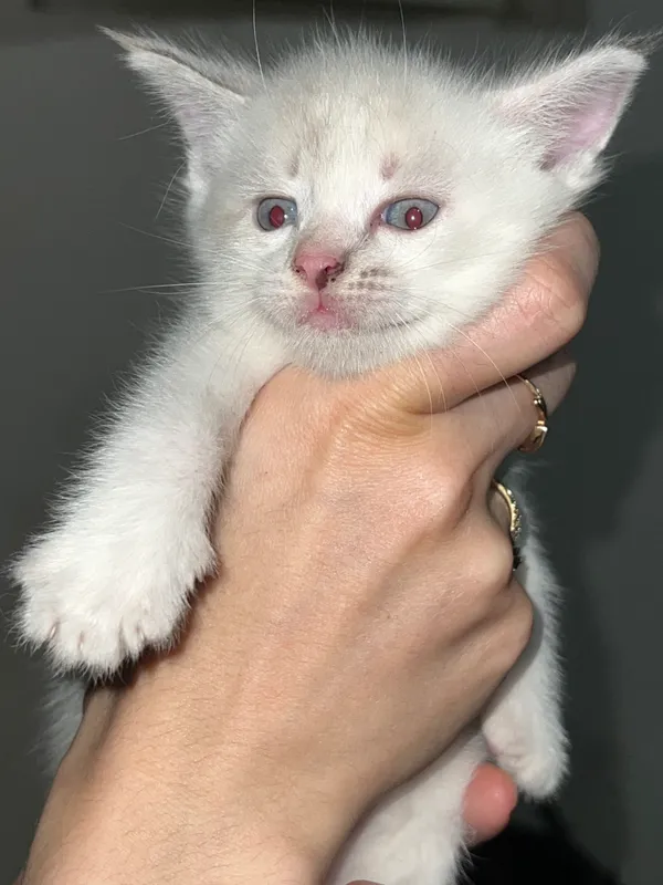 Отдадим котенка в добрые руки! 3 Отдадим котенка в добрые руки! 3