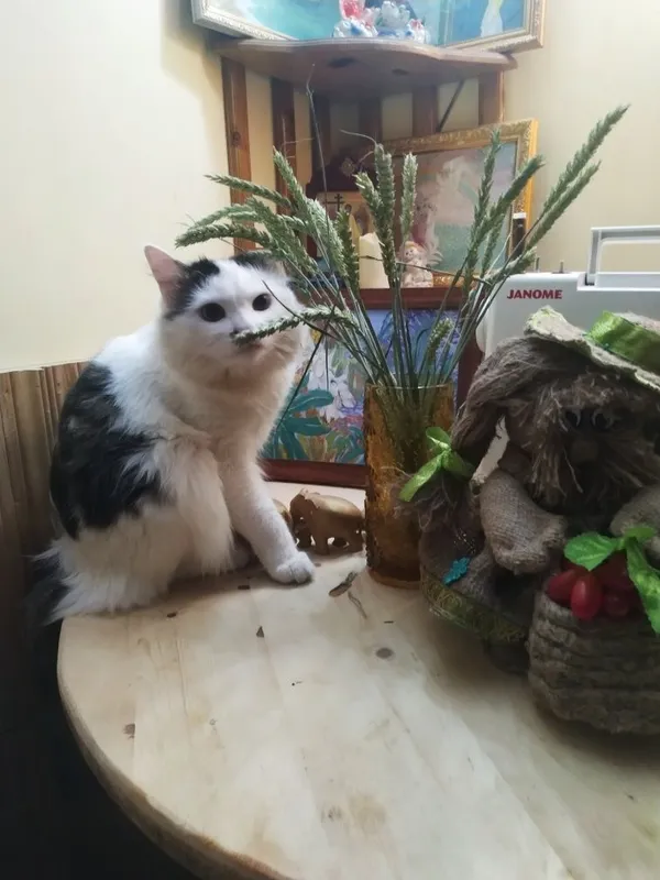 Отдам кота в хорошие руки — фото 4