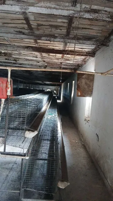 Товук катак сотилади 7800 товук учун